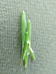 Melica smithii