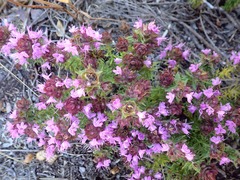 Thymus villosus