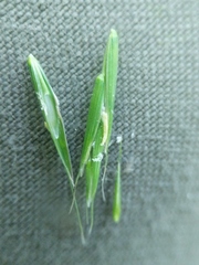 Melica smithii