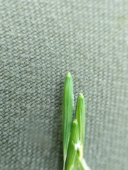 Melica smithii