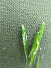 Melica smithii