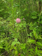 Trifolium pratense