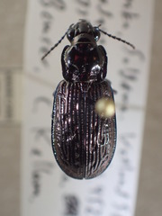 Blethisa quadricollis
