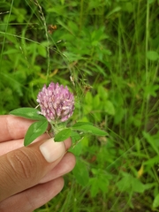 Trifolium pratense