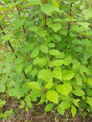 Prunus padus