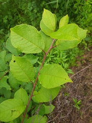 Prunus padus