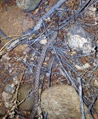 Hypsiglena chlorophaea