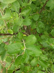 Salix caprea