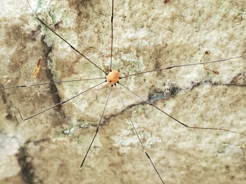 Leiobunum photo 4