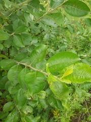 Salix caprea