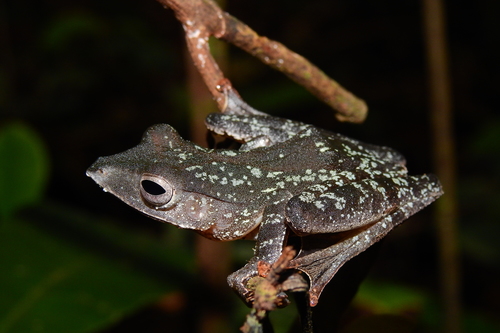 False File-eared Tree Frog, Polypedates pseudotilophus