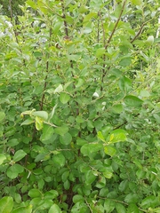 Salix caprea