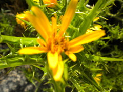Asteraceae