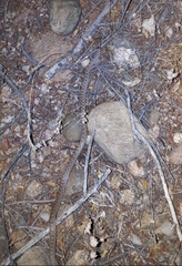 Hypsiglena chlorophaea