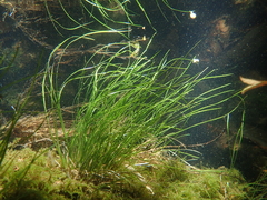 Eriocaulon tonkinense