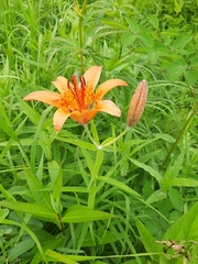 Lilium pensylvanicum