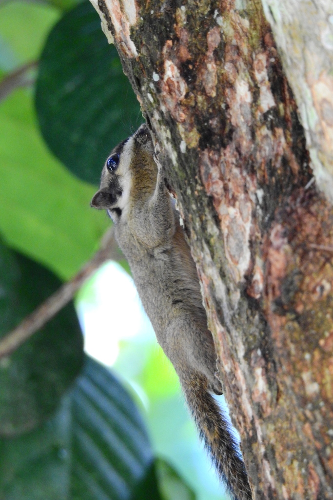 Black-eared Squirrel