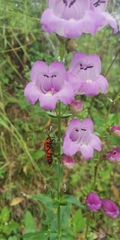 Penstemon campanulatus