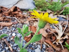Heterotheca mucronata