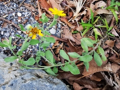 Heterotheca mucronata
