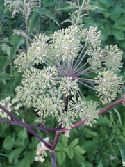 Angelica archangelica