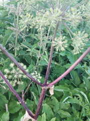 Angelica archangelica