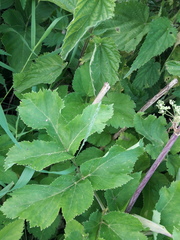 Angelica archangelica
