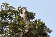 Leptoptilos javanicus