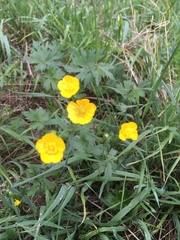 Ranunculus repens
