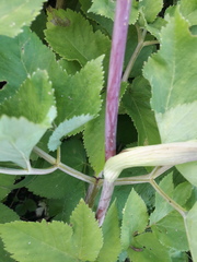 Angelica archangelica