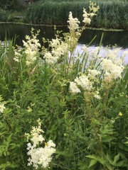 Filipendula ulmaria