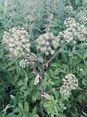 Angelica archangelica