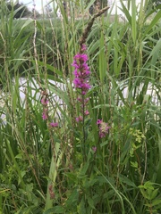 Lythrum salicaria