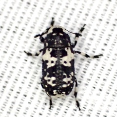 Euparius lugubris