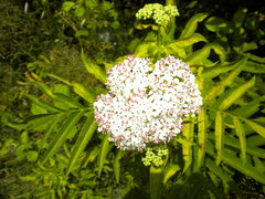 Sambucus ebulus