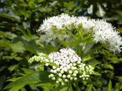 Sambucus ebulus