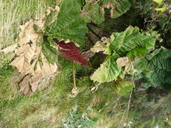 Gunnera insignis