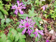 Vernonia greggii