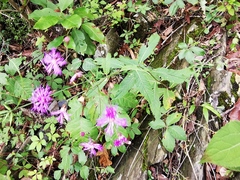 Vernonia greggii