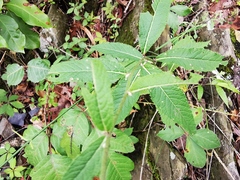 Vernonia greggii