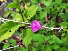 Scutellaria seleriana