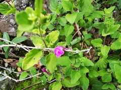 Scutellaria seleriana