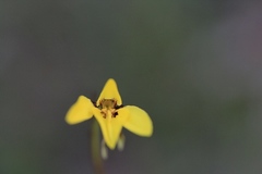 Diuris chryseopsis