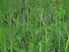 Carex flacca serrulata