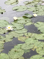 Nymphaea alba