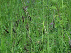 Carex flacca serrulata