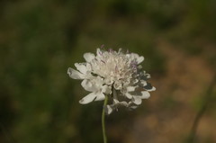 Scabiosa praemontana