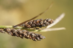 Carex flacca serrulata