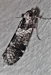 Lepidoscia heliochares