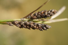 Carex flacca serrulata
